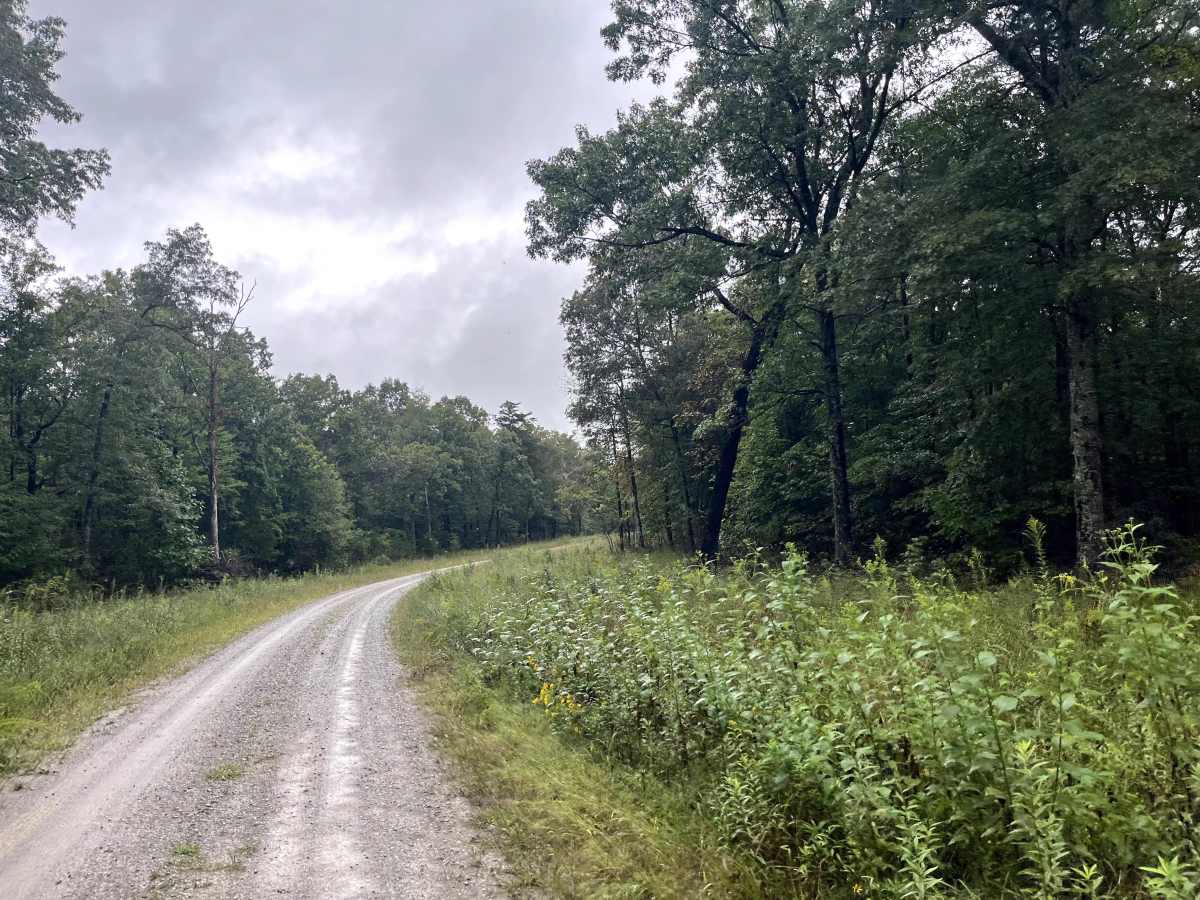 Myatt Creek Road  photo 5