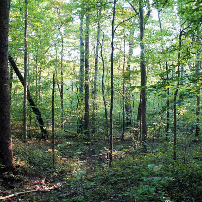 Near Whitaker Point Trail + Hawksbill Crag Near Whitaker Point Trail + Hawksbill Crag