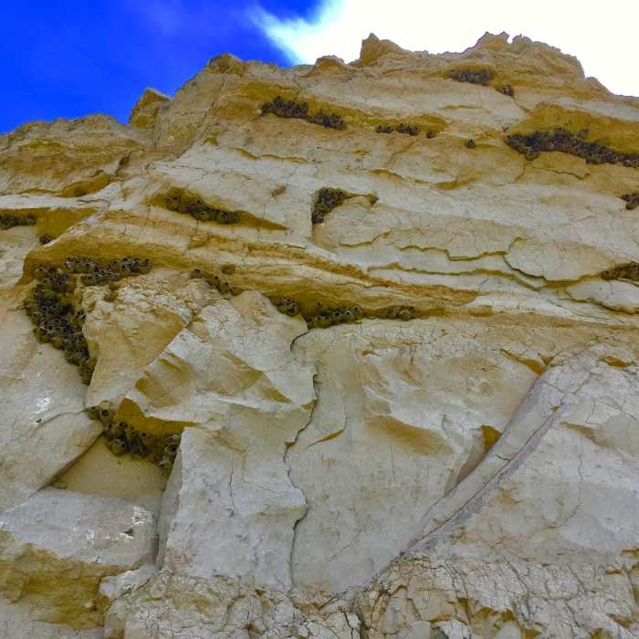 Mud nests. Near Register Cliff