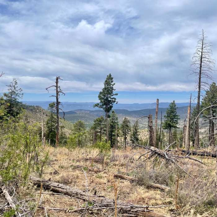 Near Continental Divide Trail: New Mexico Section 15