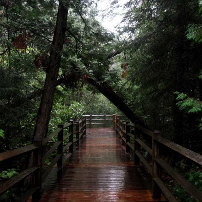 A wet boardwalk on the Lower Falls Trail. Near Tahquamenon Falls Route