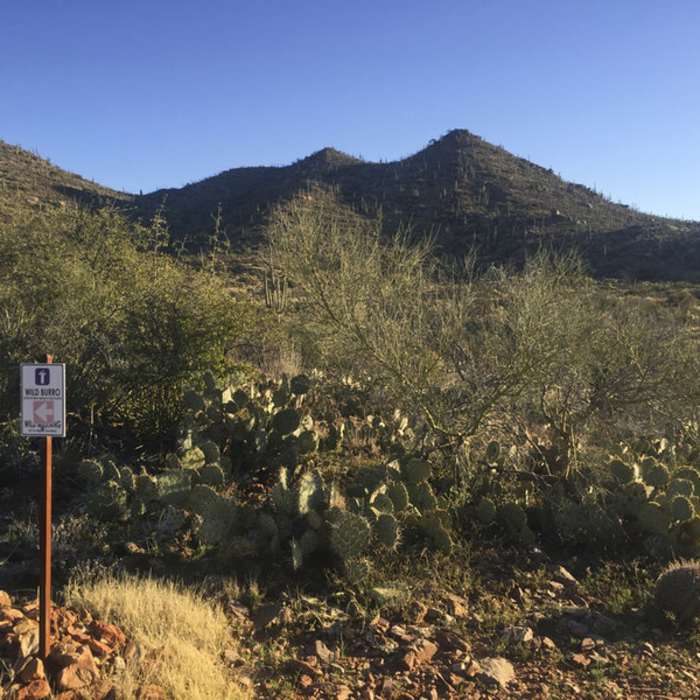 Near Wild Mustang Trail