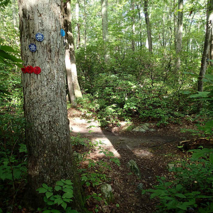 Near Fahnestock Trail