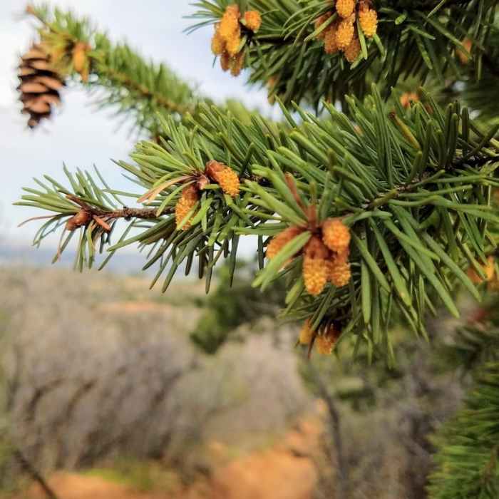 Emergence of spring in the pines Near Intemann Trail