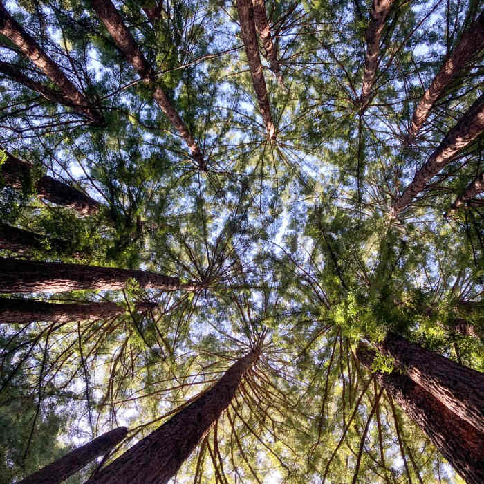Near Mt Tamalpais via as Many Stairs as Possible (via Dipsea Stairs & Muir Woods)