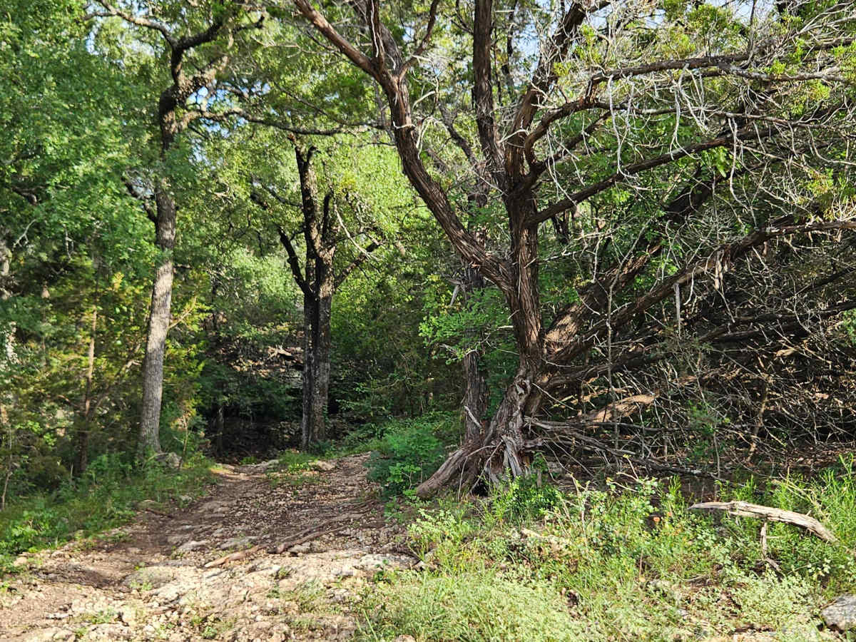 Savannah Oak Cave photo 3