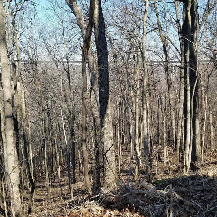Near Loop Trail