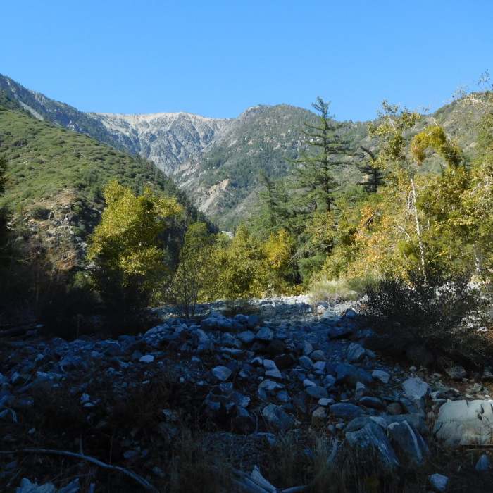 Near Mine Gulch Trail #338W03