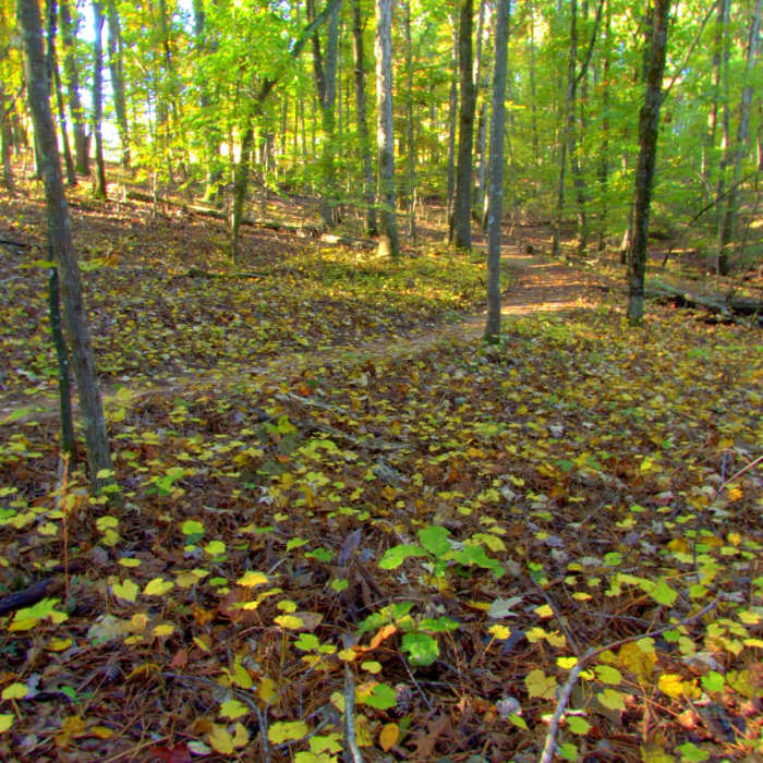 Near Laurel Ridge Trail