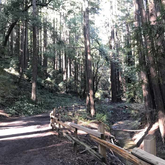 Near Stream Trail Out-and-Back