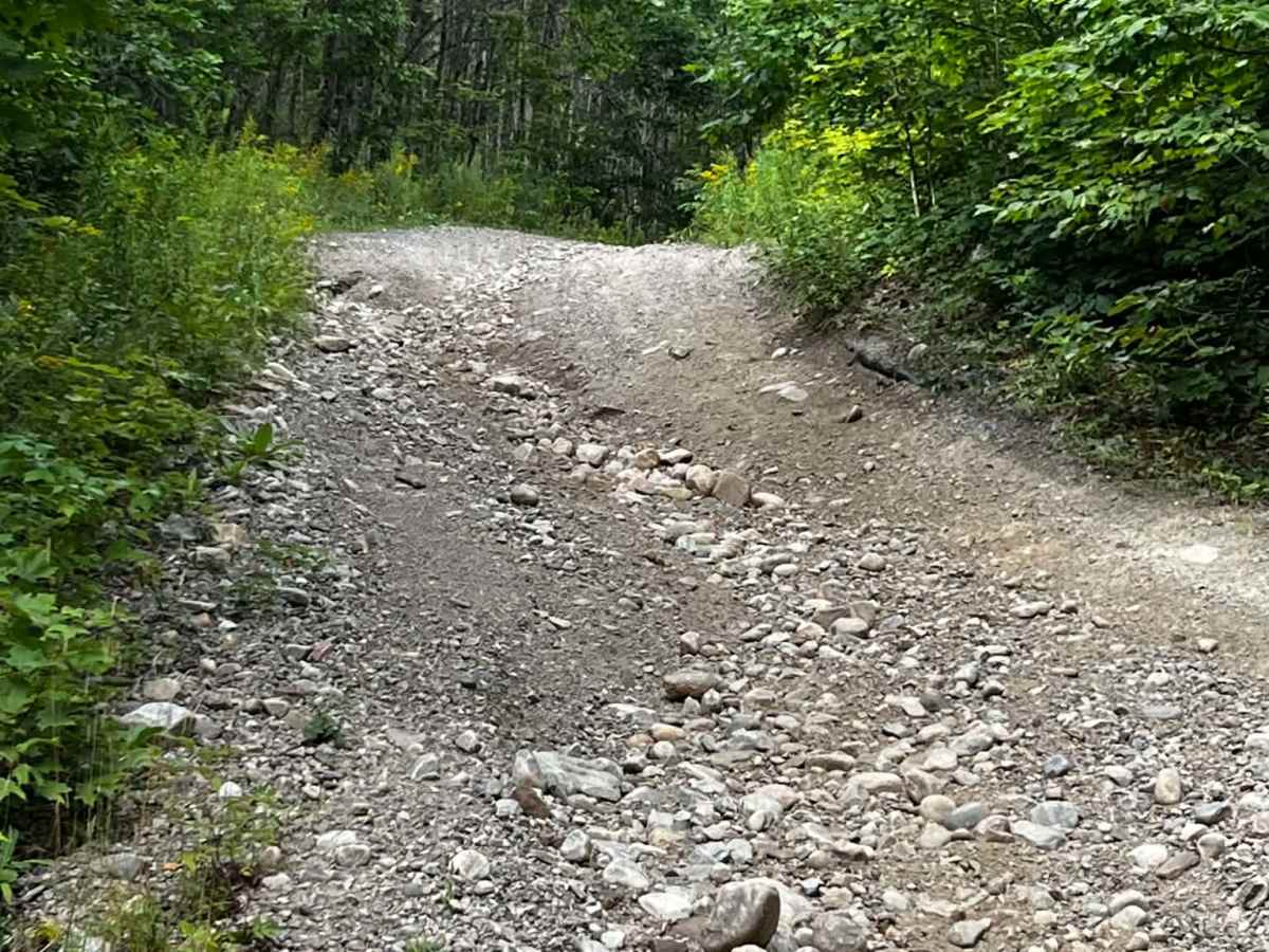 Oxtongue photo 5