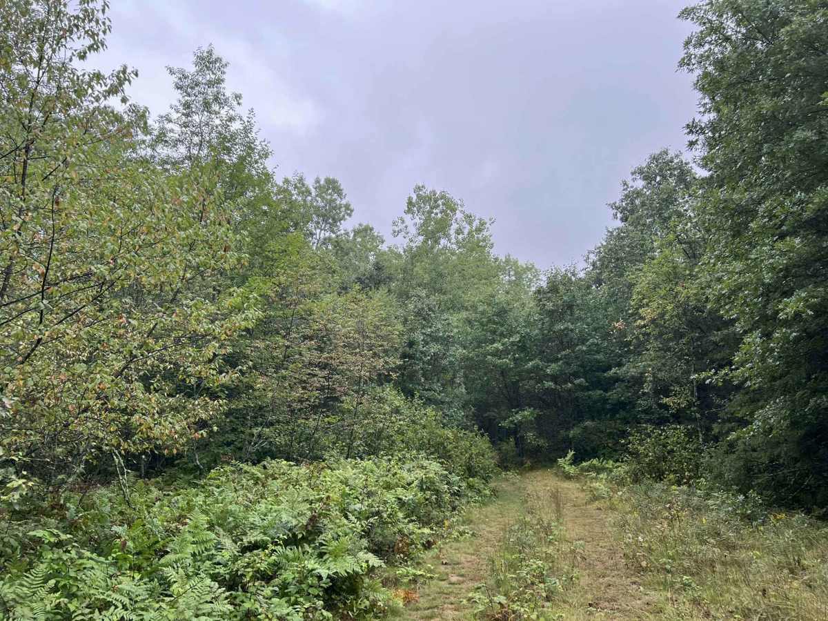 FS 3394 photo 6