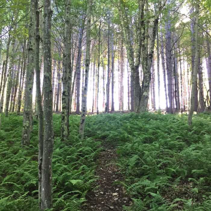 Near Bullet Hole Spur Trail