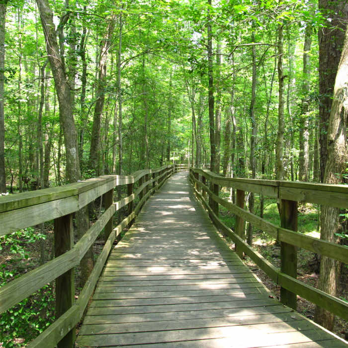 Near Boardwalk Loop Trail