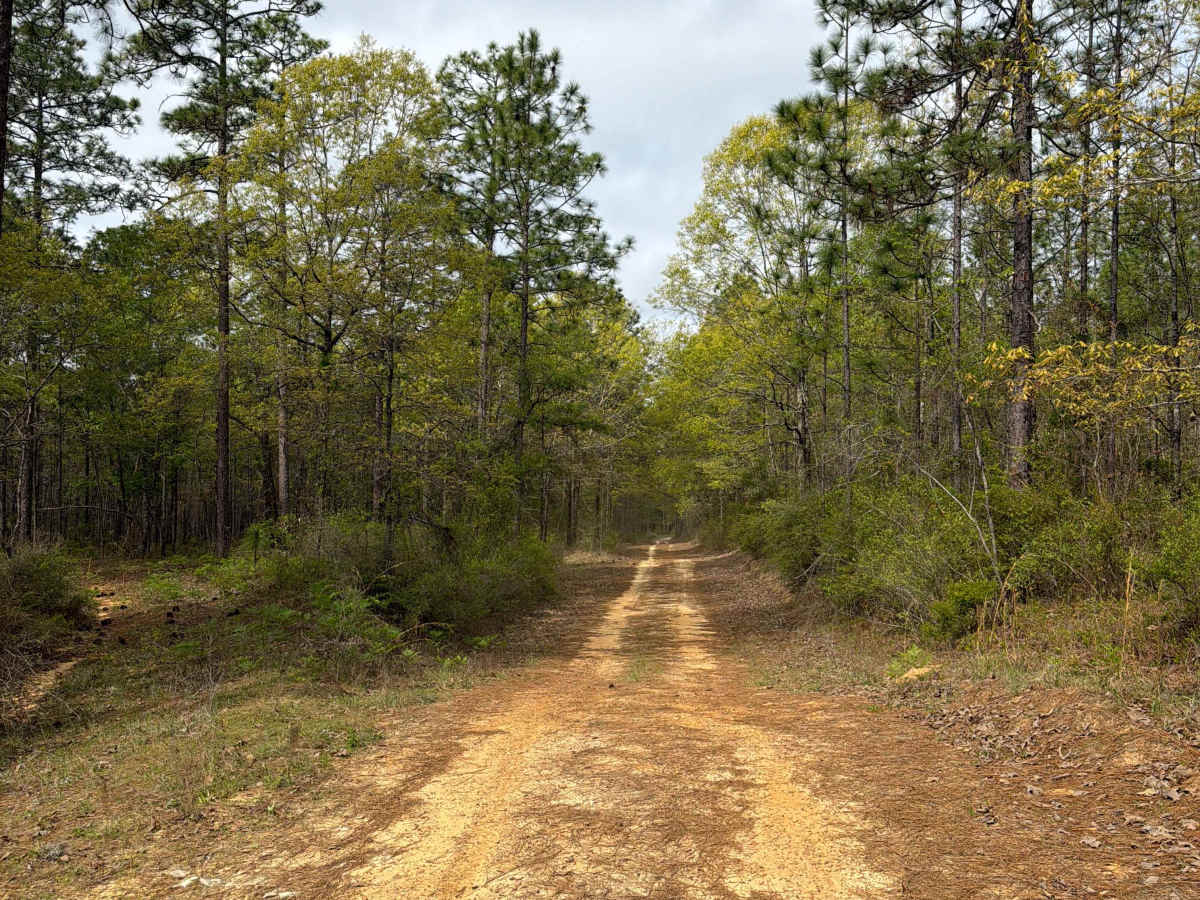 Jeff Capp Road - C133 trail photo