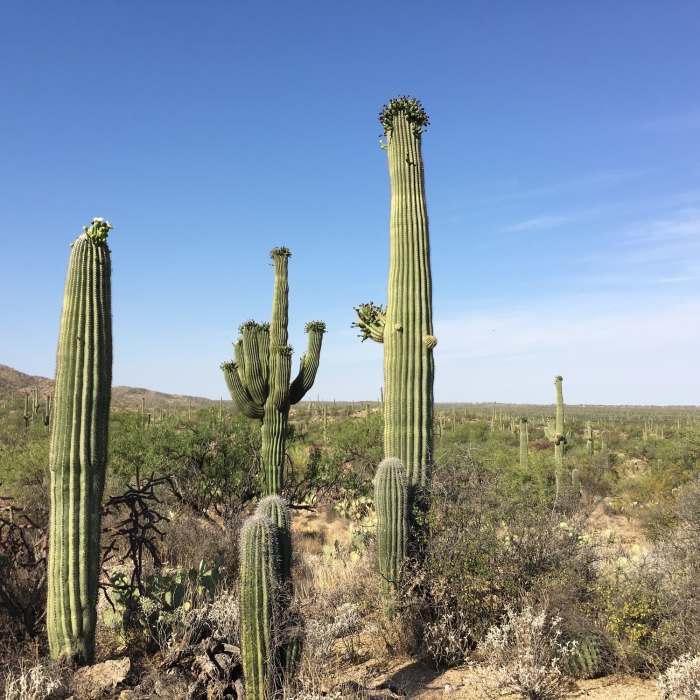 Near Bajada Vista Trail