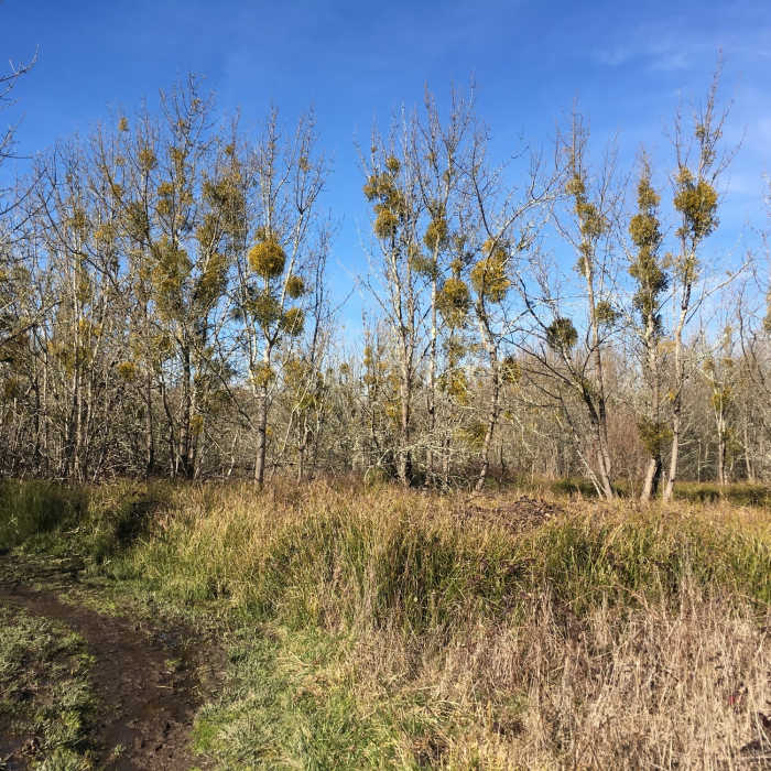 Mistletoe eats away at the grove along the Blackberry Trail. Near Blackberry Trail