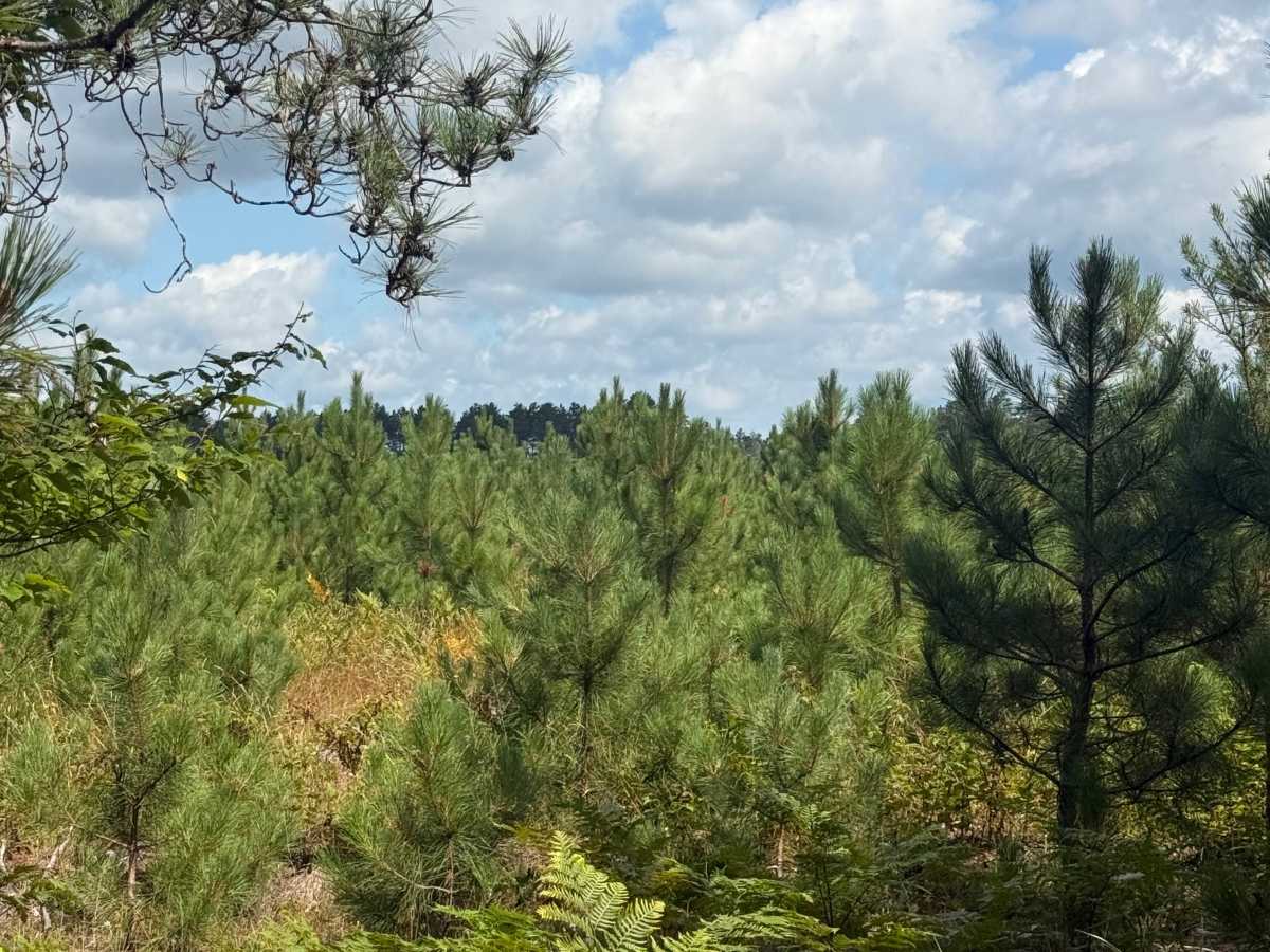 2nd Creek Trail photo 5