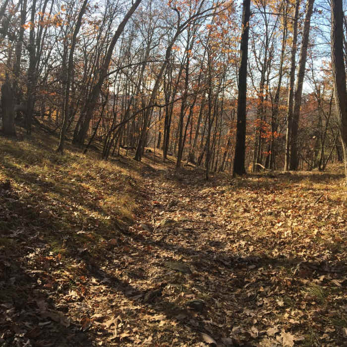 Near Black Ash Mountain Loop