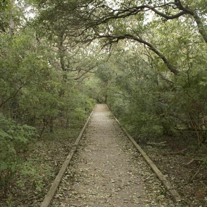 Near Currituck Banks Maritime Forest Trail & Boardwalk