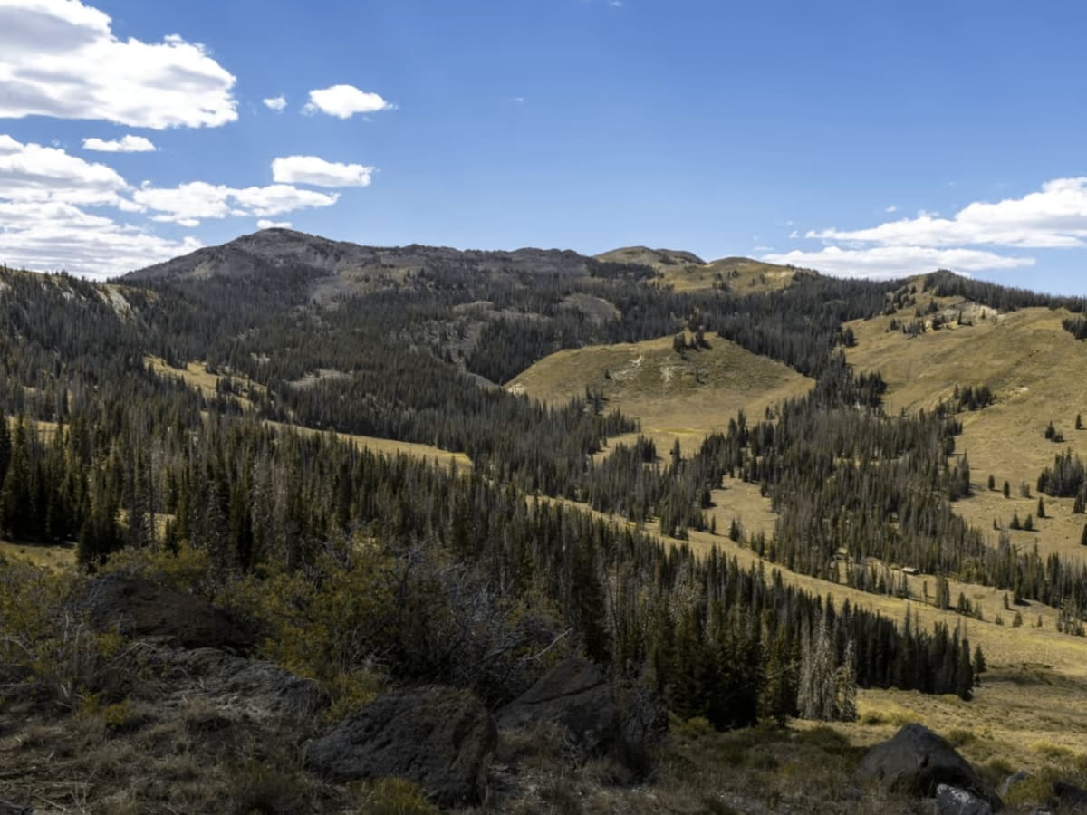 UM Pass Trail trail photo