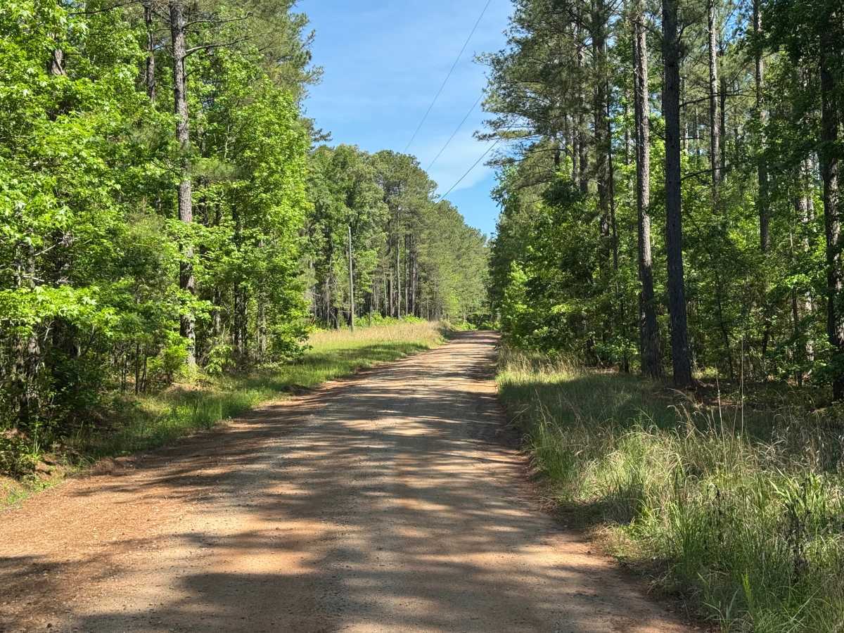 Firetower Road trail photo