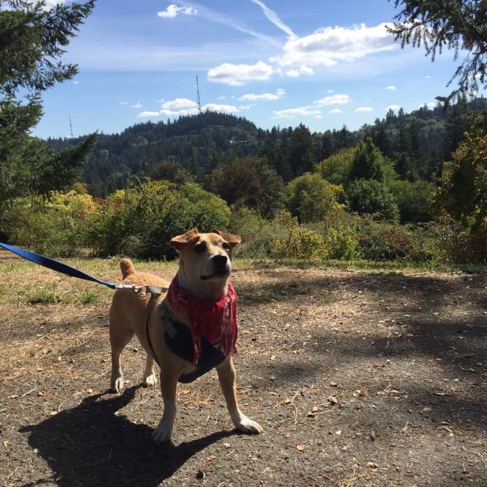 Near Hoyt Arboretum Loop