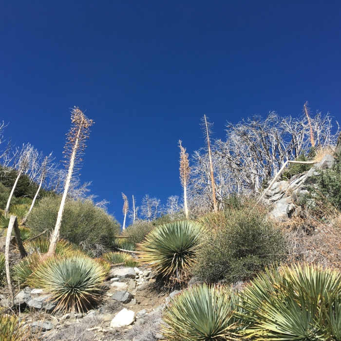 Near Red Box to San Gabriel Peak