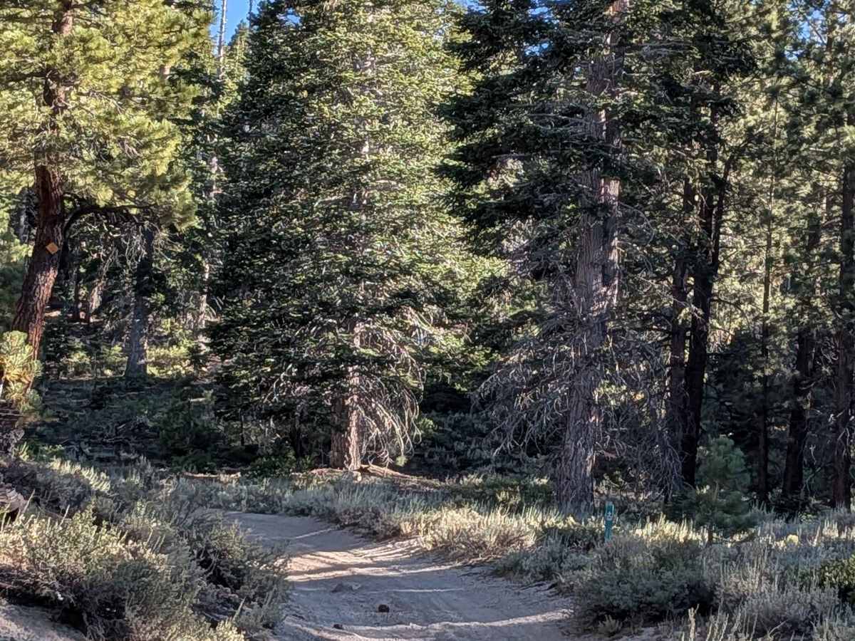 Red Fir Road - FS3S24 photo 5