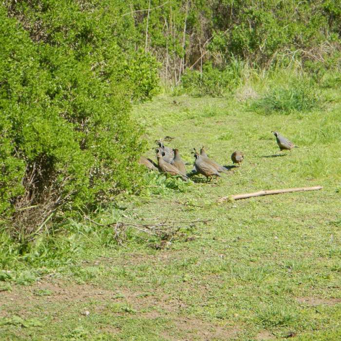 There were at least 15 quail in this bevy. Near Haypress Camp Trail