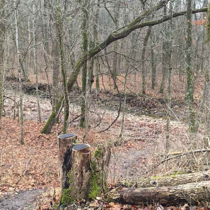 Near Three Creeks Trail - Turkey Creek Segment