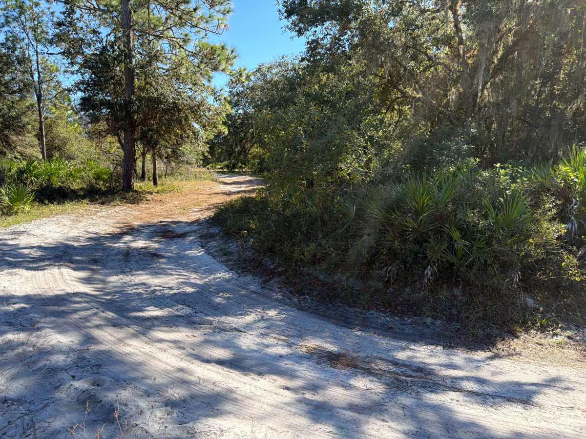 Long Loop Road 4 - Three Lakes WMA photo 5
