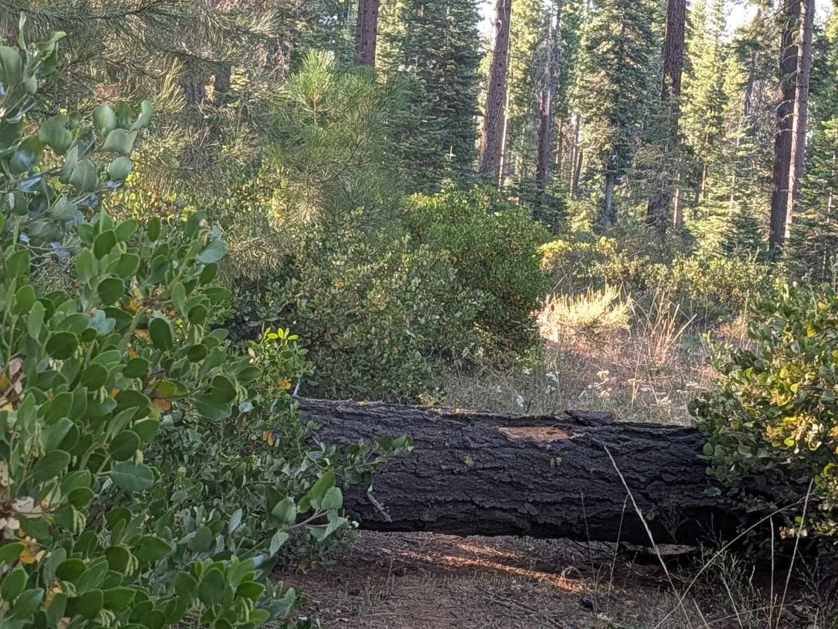 Water Spot - FS 42N28 trail photo