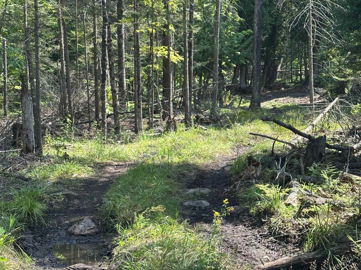 Short Mud photo 3