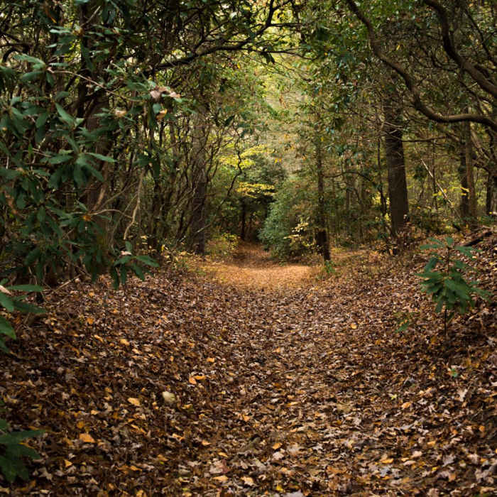Near Pink Beds Loop Near Pink Beds Loop