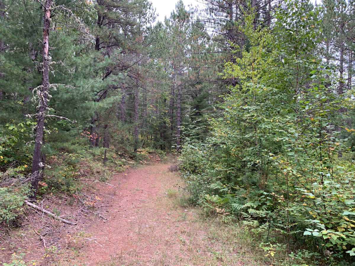 Jackpine Trail - FS 173K trail photo