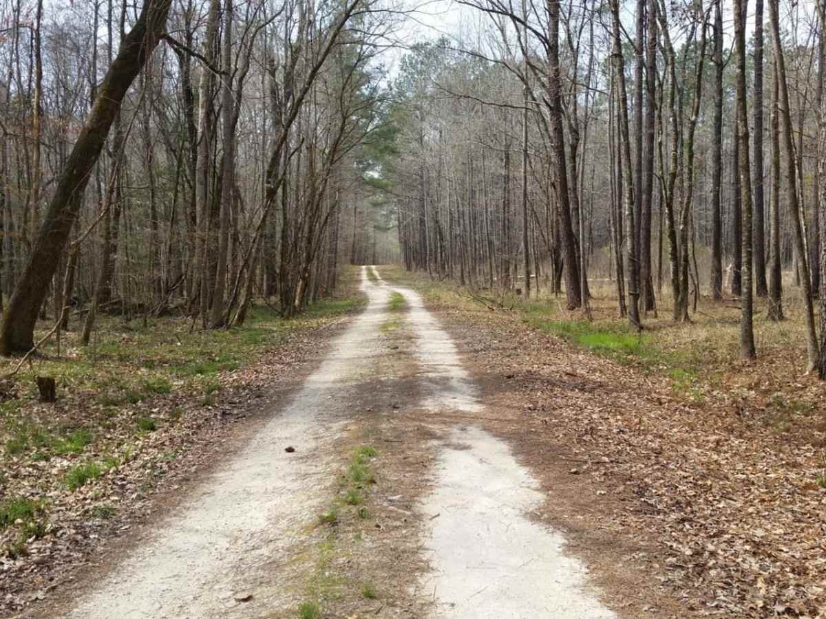 Swamp Fox 1 photo 3