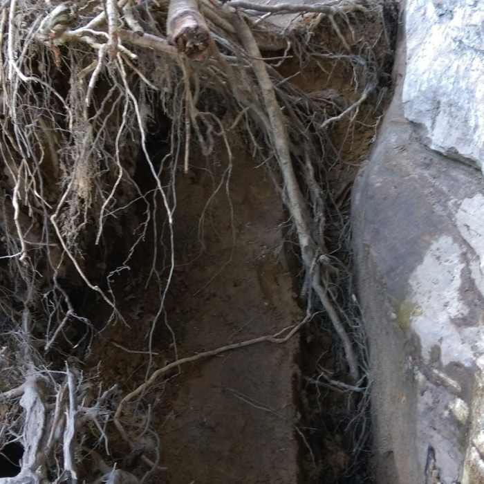 The trail coming back from Angel Windows Near Swift Camp Creek to Wildcat Trail Loop