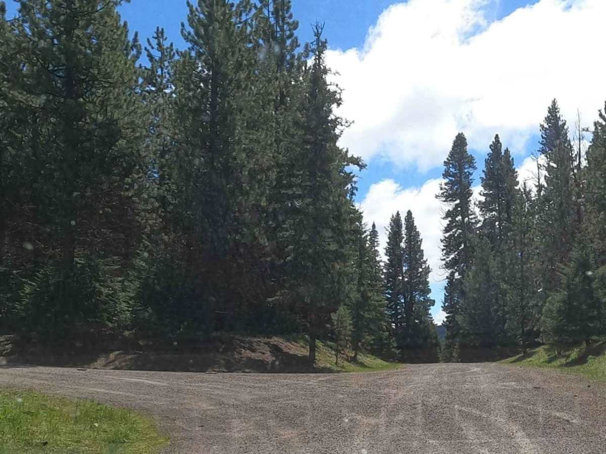 Cow Camp - NF3111 photo 3