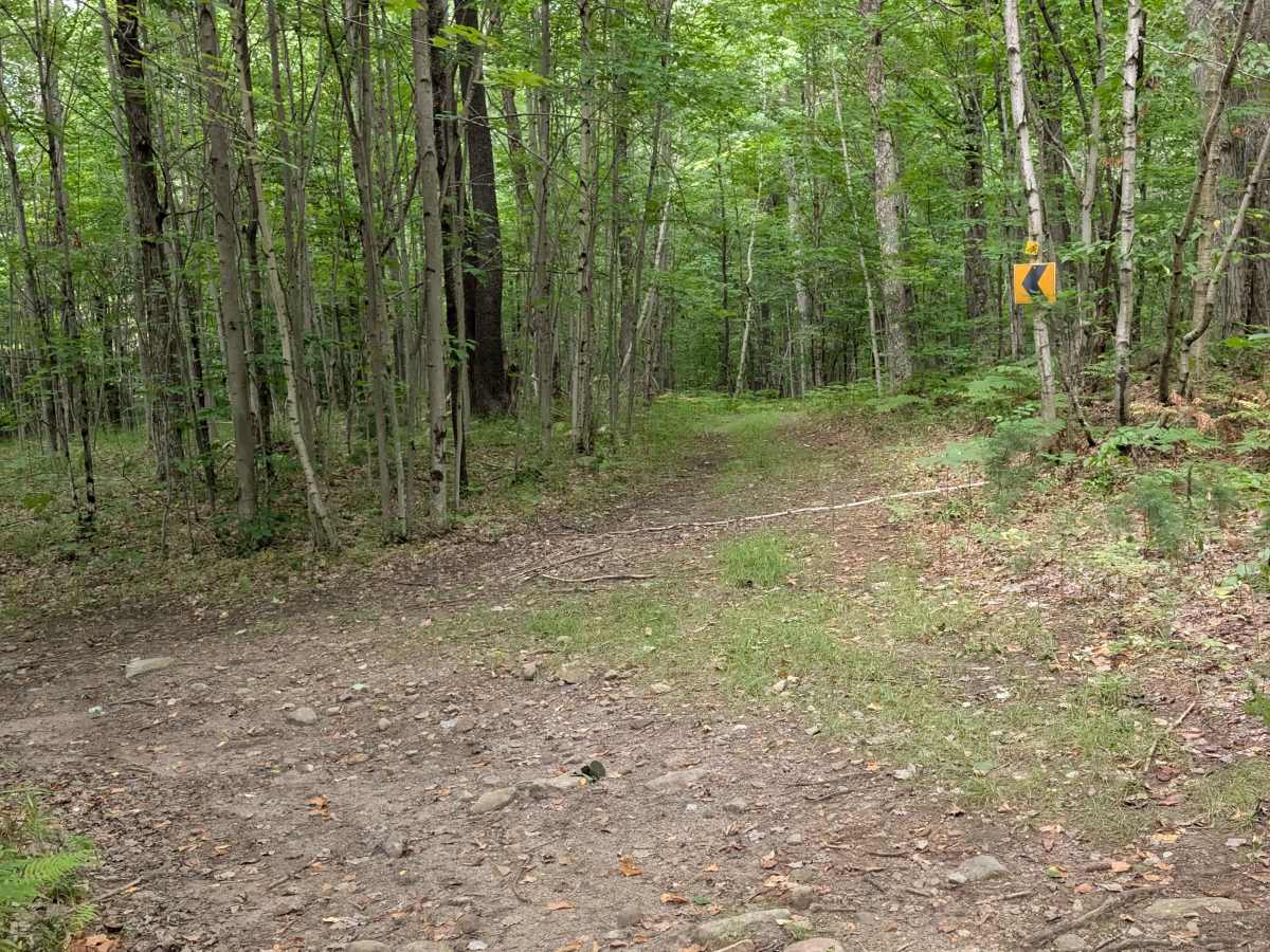 SLC-FOREST-14 photo 3