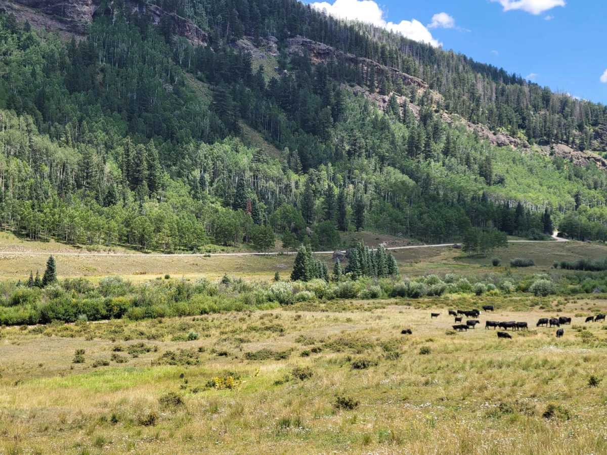 Double Creek Loop photo 4