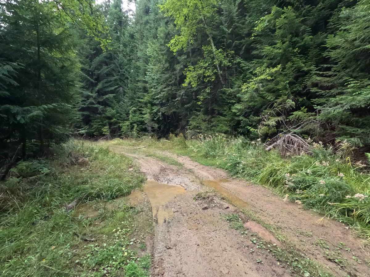 Consalus Creek Road - FS 1108 photo 6