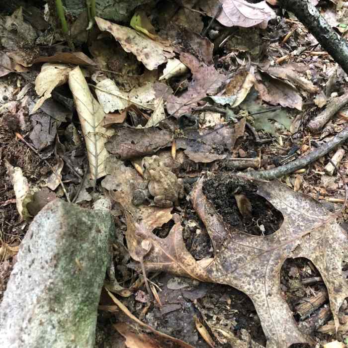 Near Oak Loop Trail