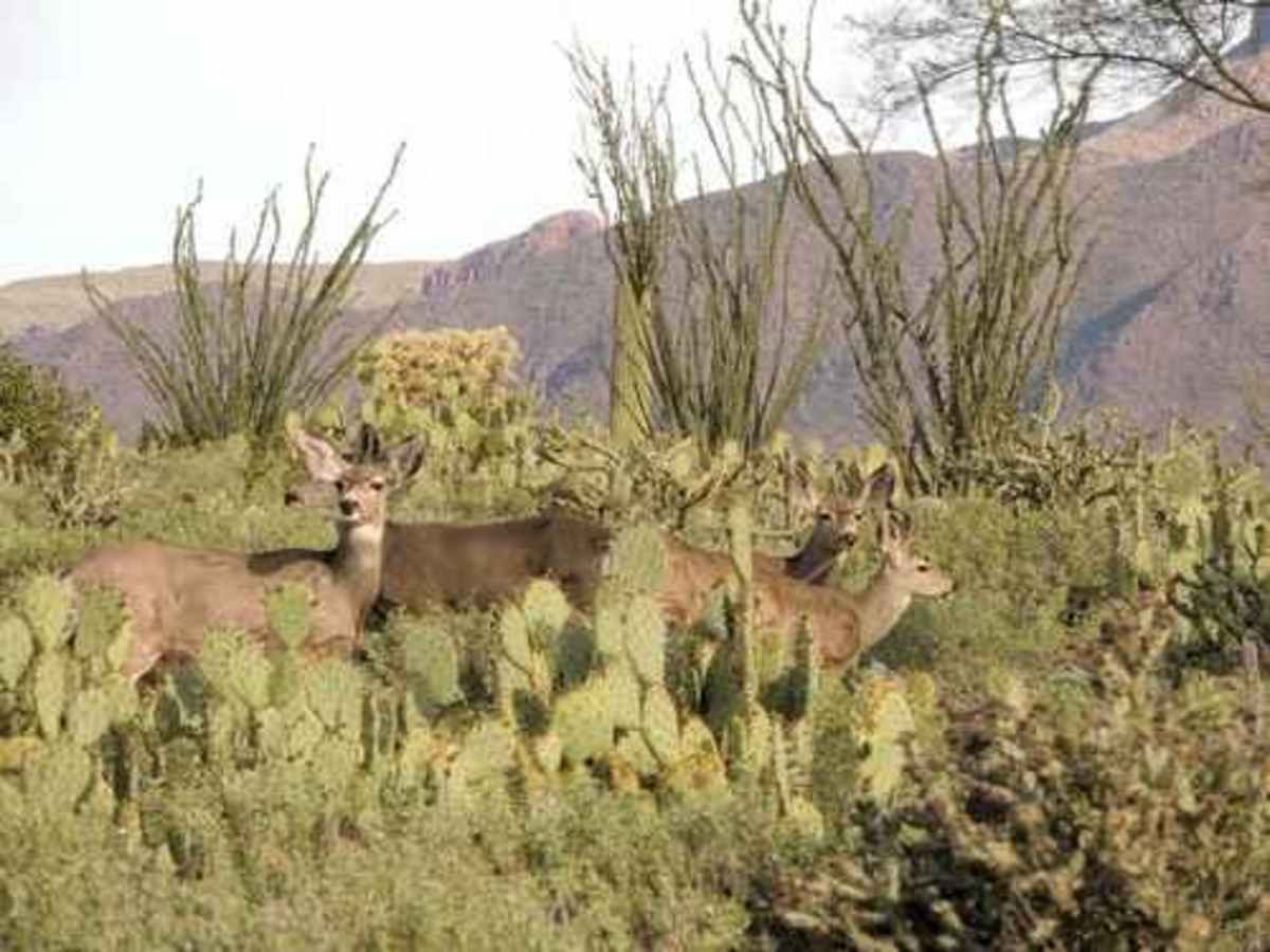 Superstition Backroads photo 4
