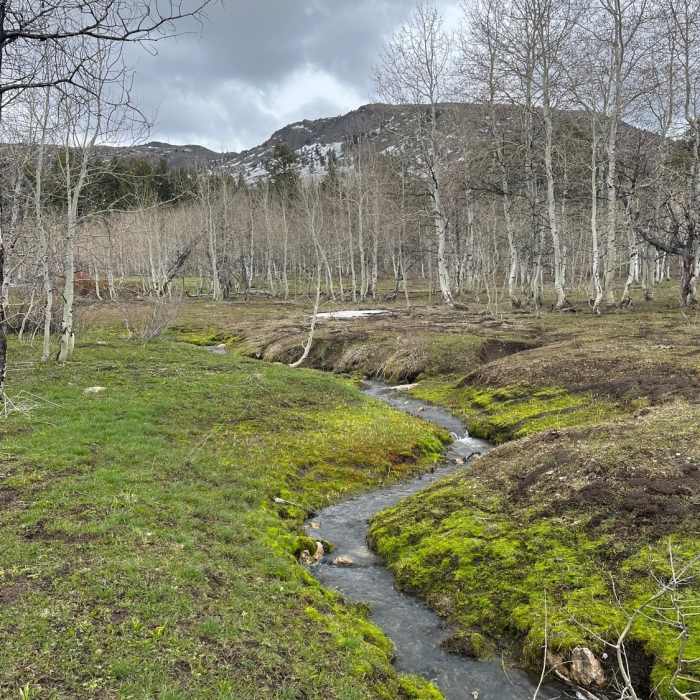 Near Box Canyon Trail #189