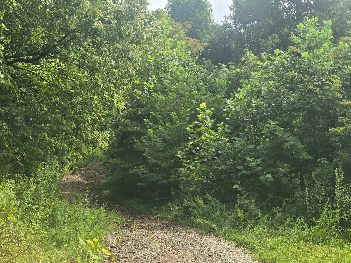 Massingale Mountain Road photo 5