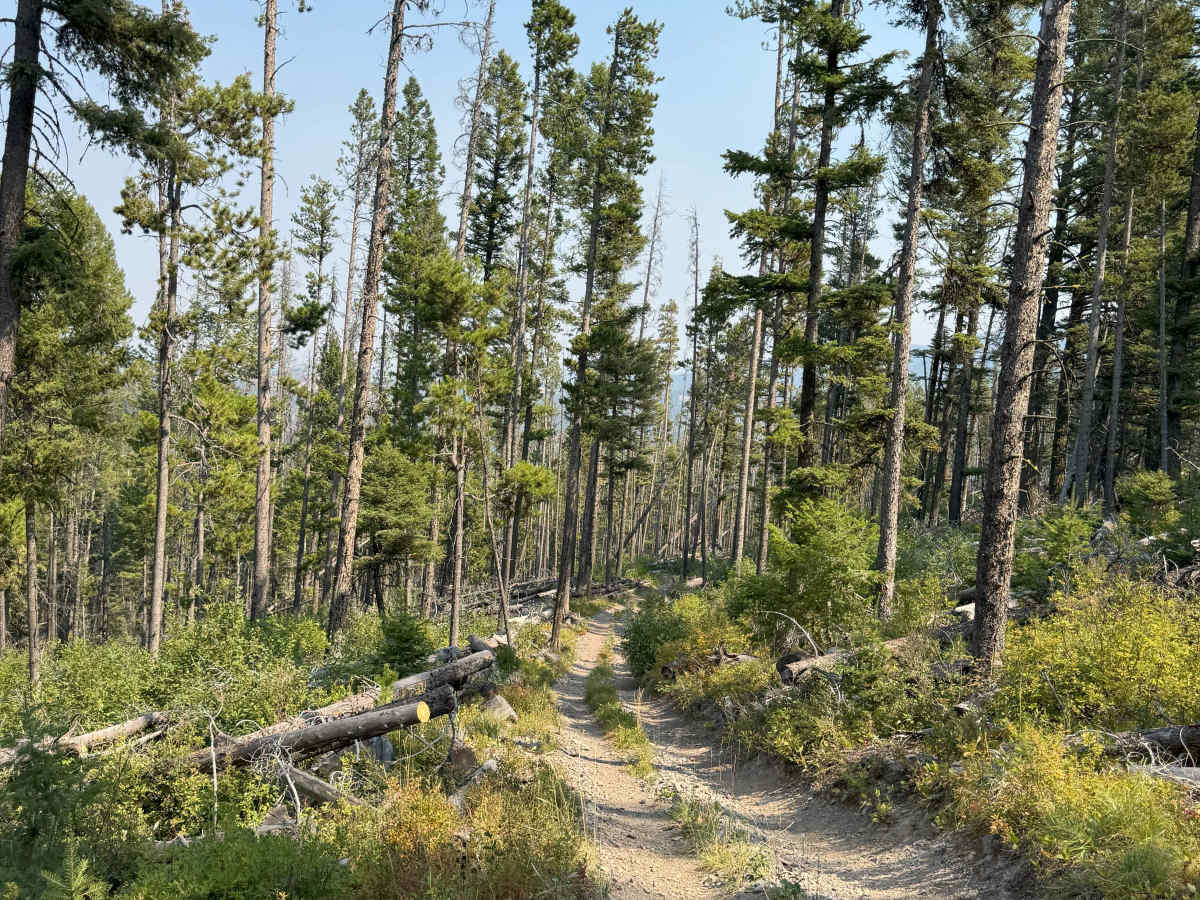 Poorman Creek photo 6