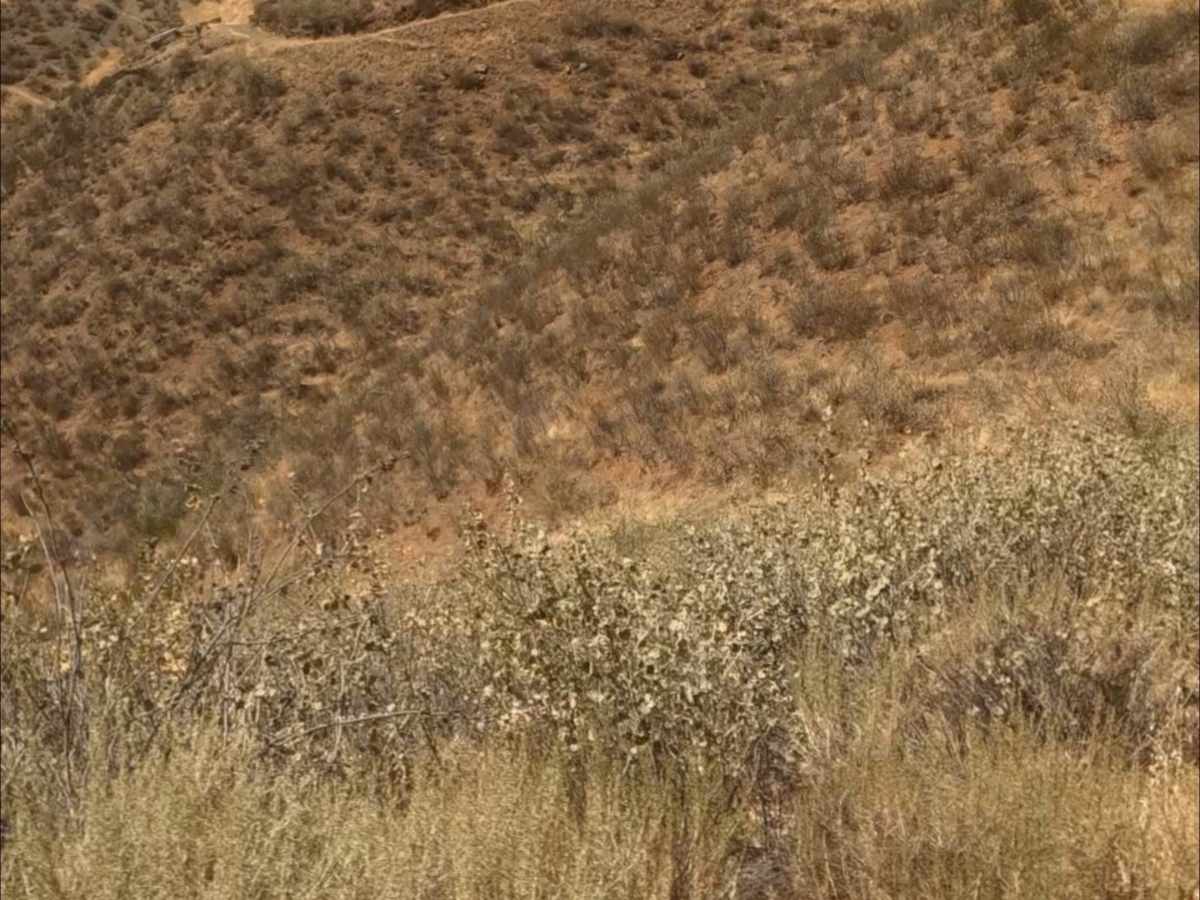 Ridge trail trail photo