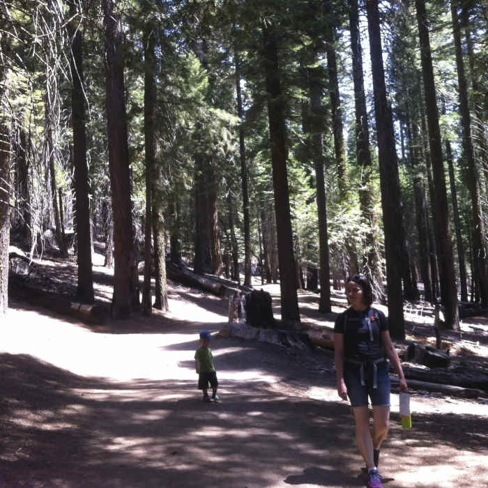 Easy wide paths in Mariposa Grove. Near Outer Loop Trail