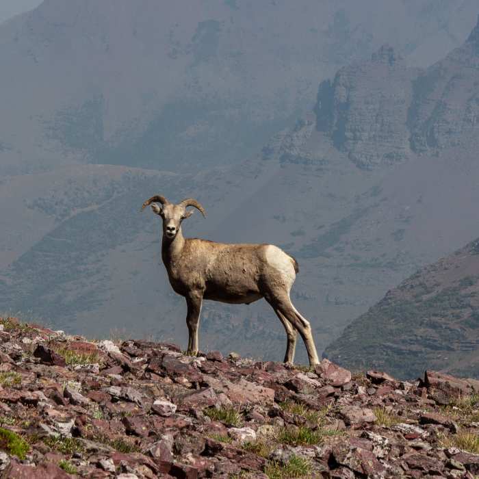 Bighorn sheep near Mount Rockwell. Near Two Medicine Pass